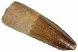 Fossil Spinosaurus Tooth - Real Dinosaur Tooth #305582-1